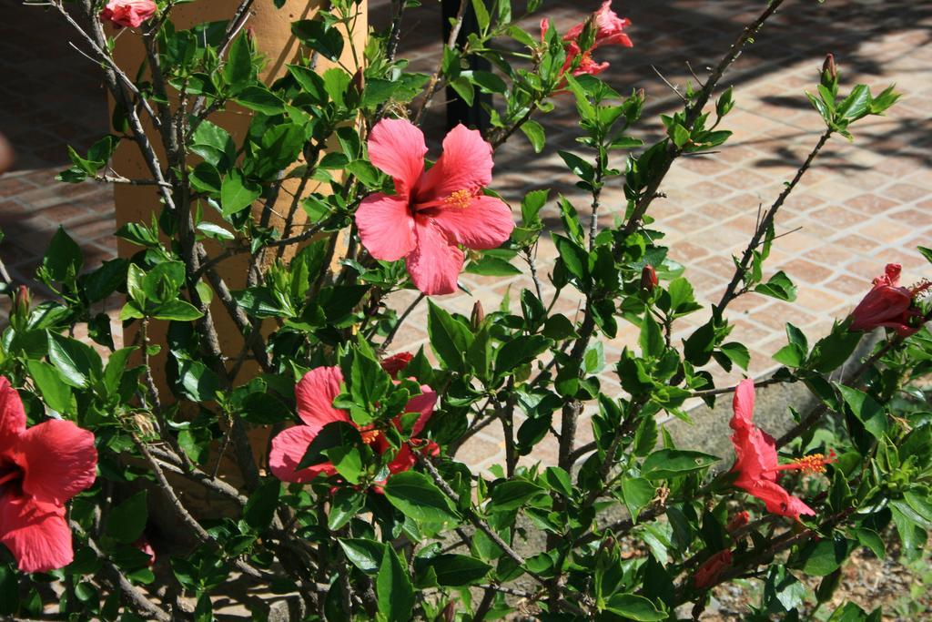 Bed and Breakfast Sumindulau Torre delle Stelle Exterior foto